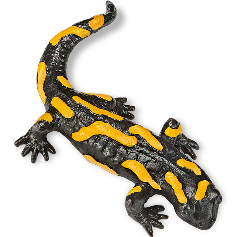Feuersalamander