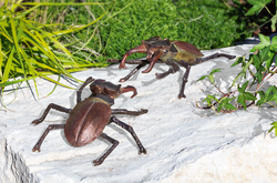Hirschkäfer, aufrichtend