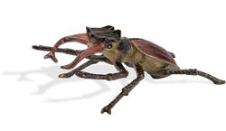 Hirschkäfer, aufrichtend