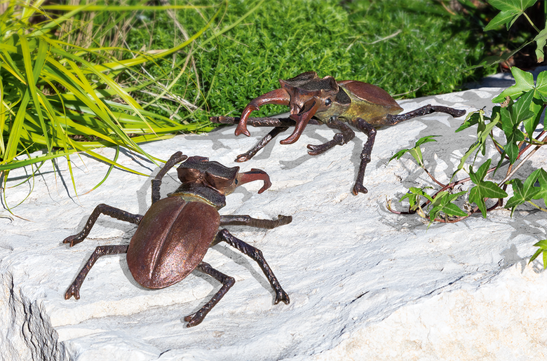Hirschkäfer, aufrichtend