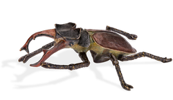 Hirschkäfer, liegend